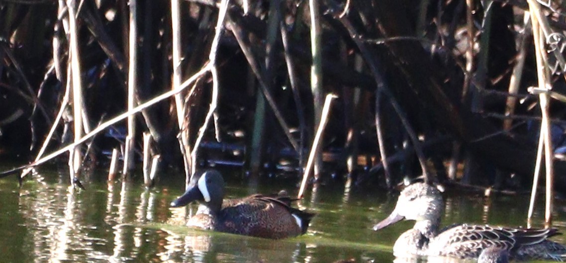 Blue-winged Teal - ML617491610