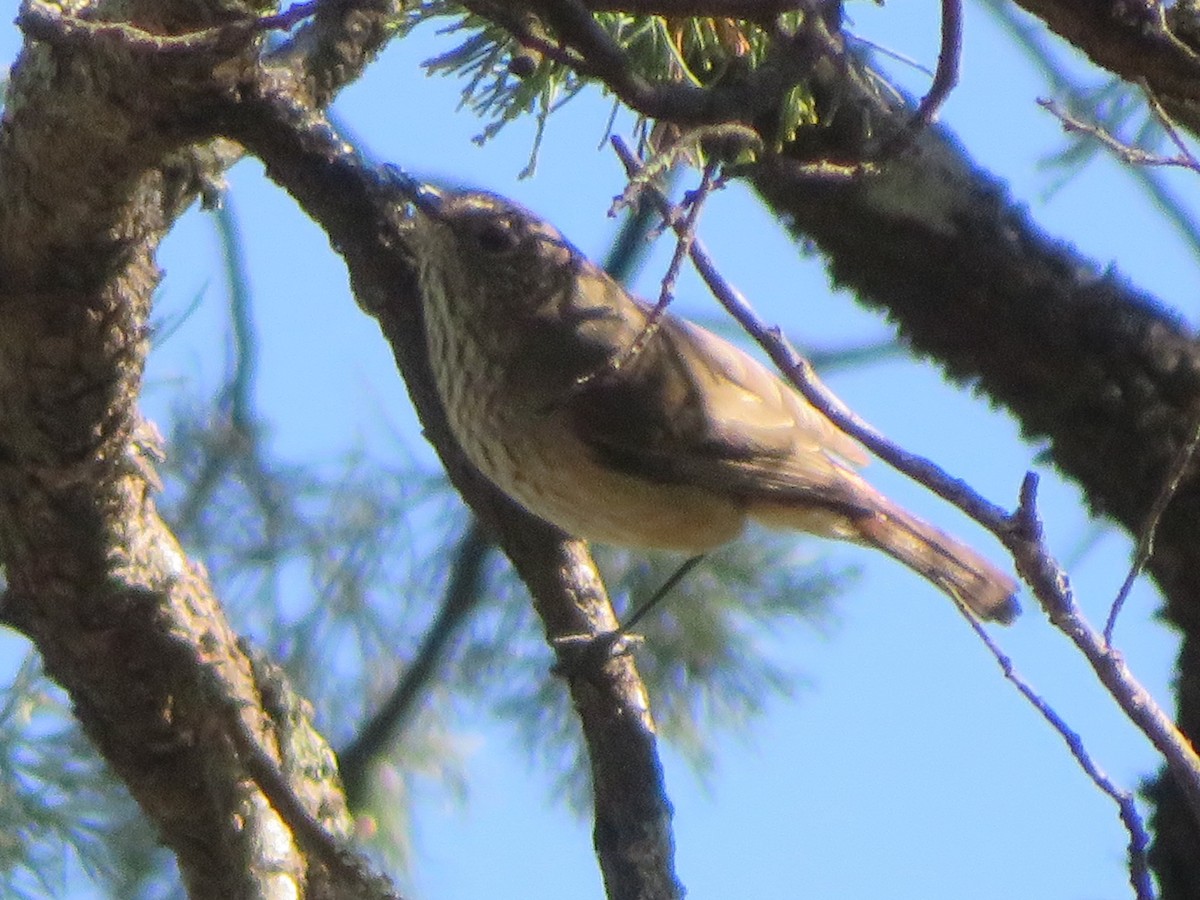 Inland Thornbill - ML617491614