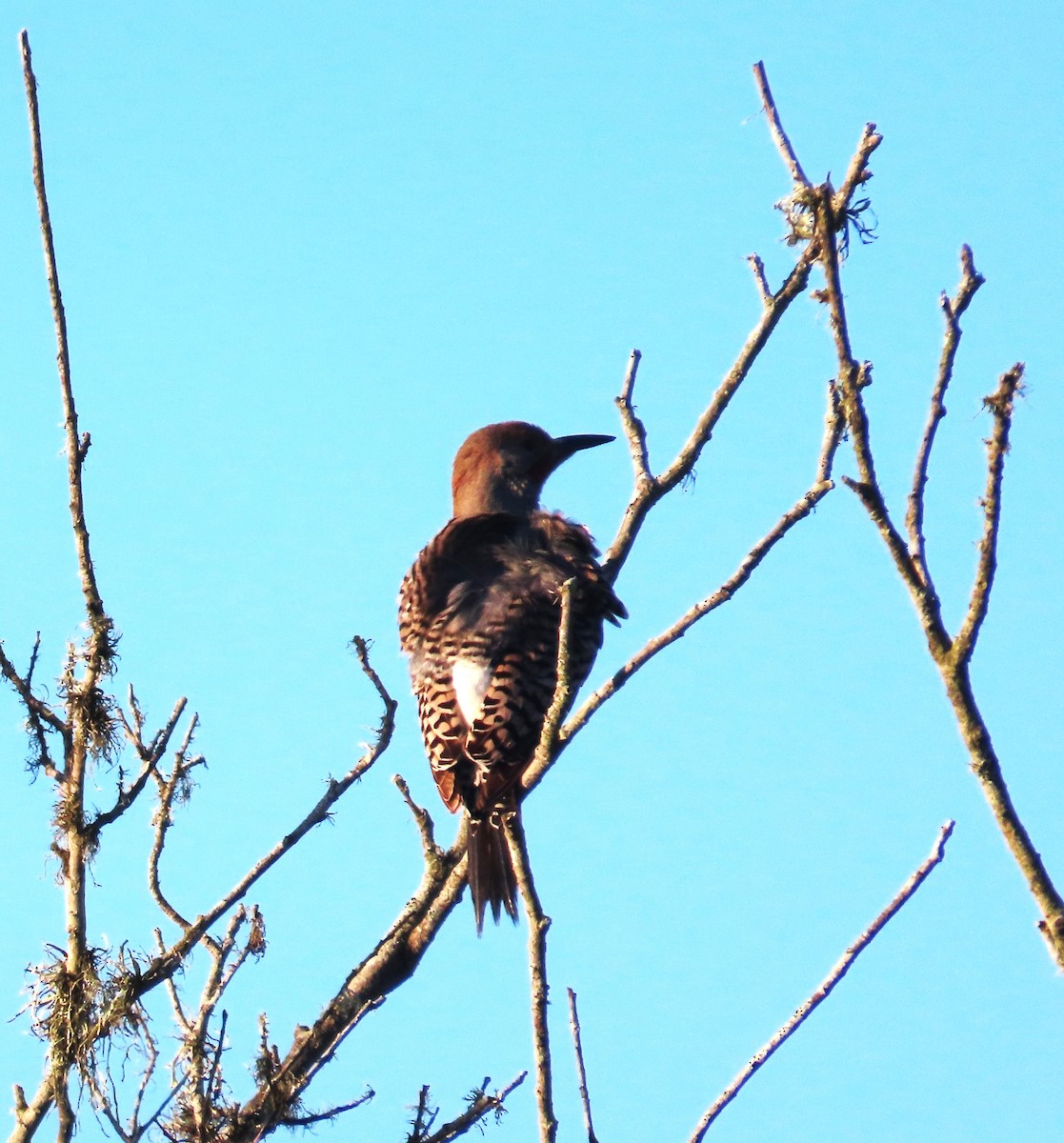 Northern Flicker (Red-shafted) - ML617491626