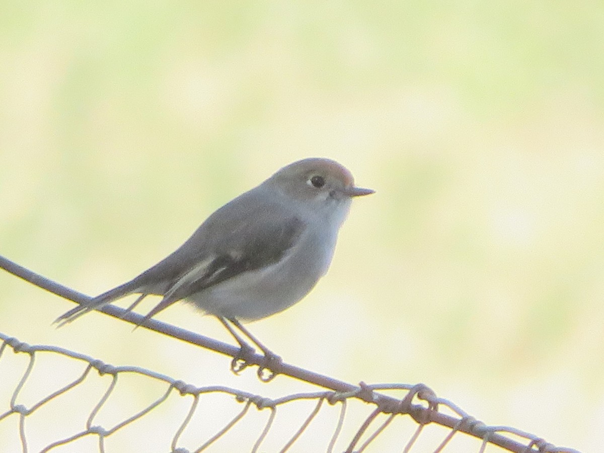 Red-capped Robin - ML617491627