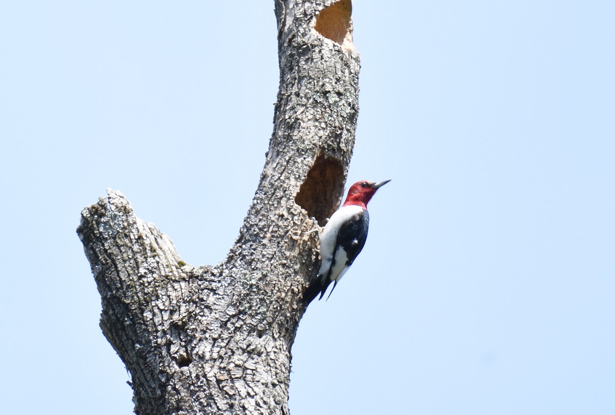 Red-headed Woodpecker - ML617491645