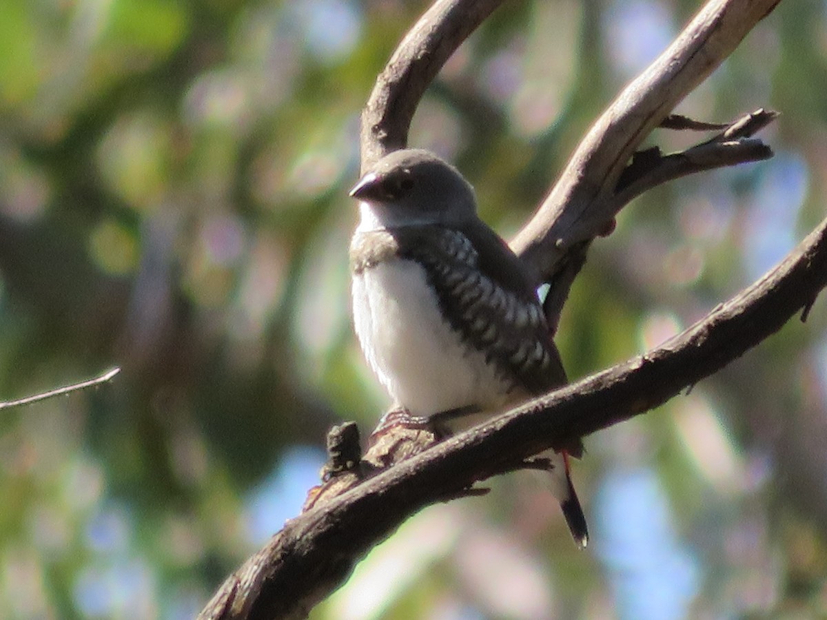 Diamond Firetail - Christine D