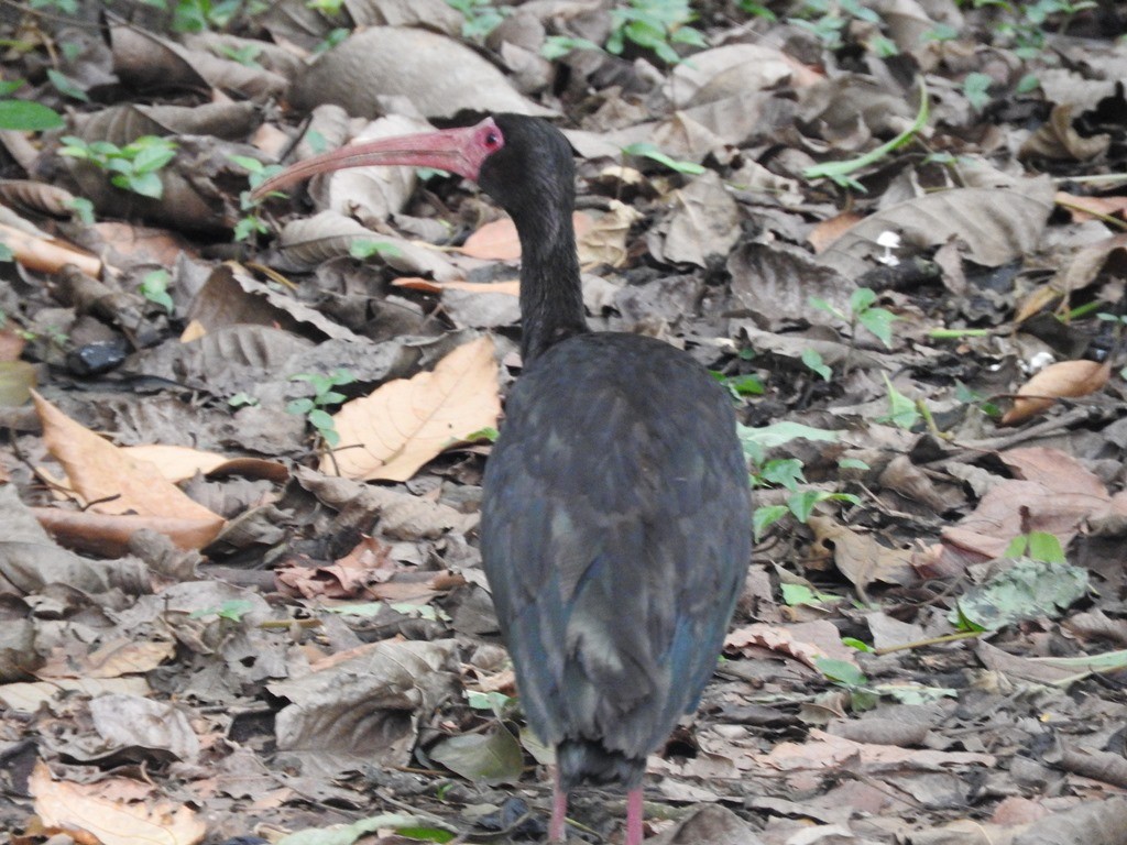 ibis tmavý - ML617491713