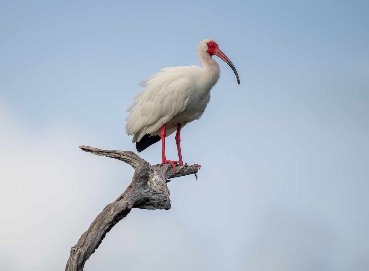 ibis bílý - ML617491717