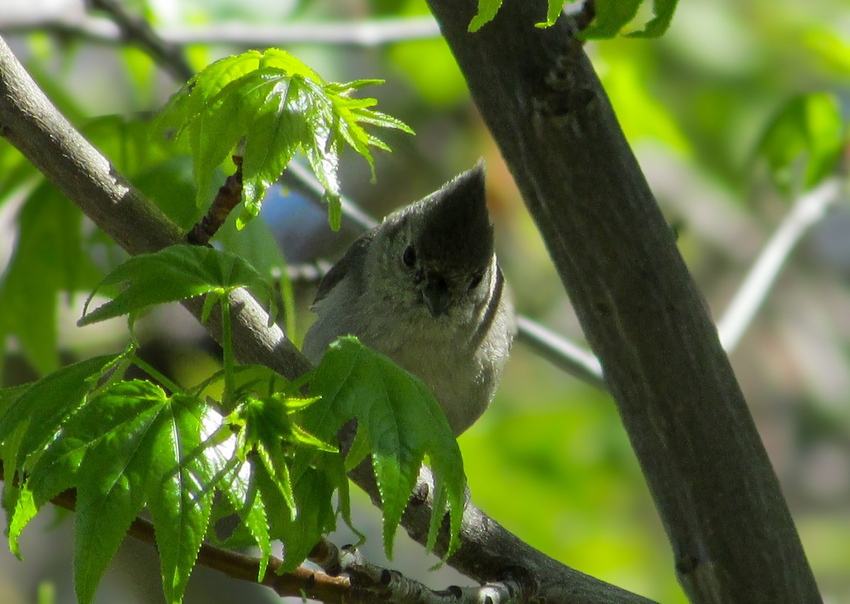 Oak Titmouse - ML617491745