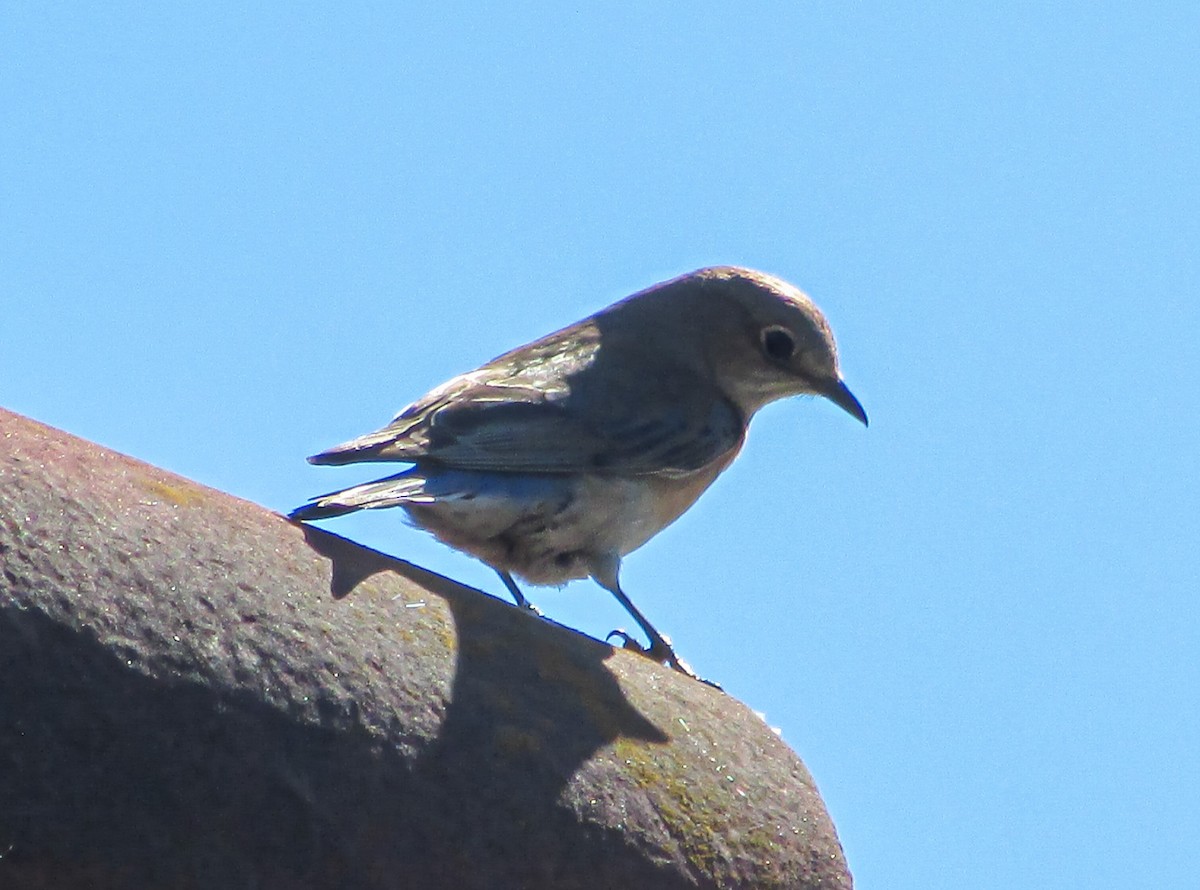 Western Bluebird - ML617491748