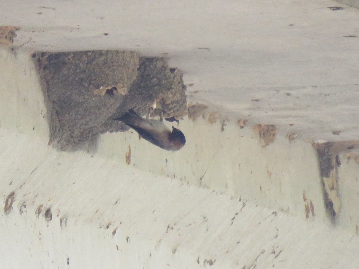 Cliff Swallow - ML617491758