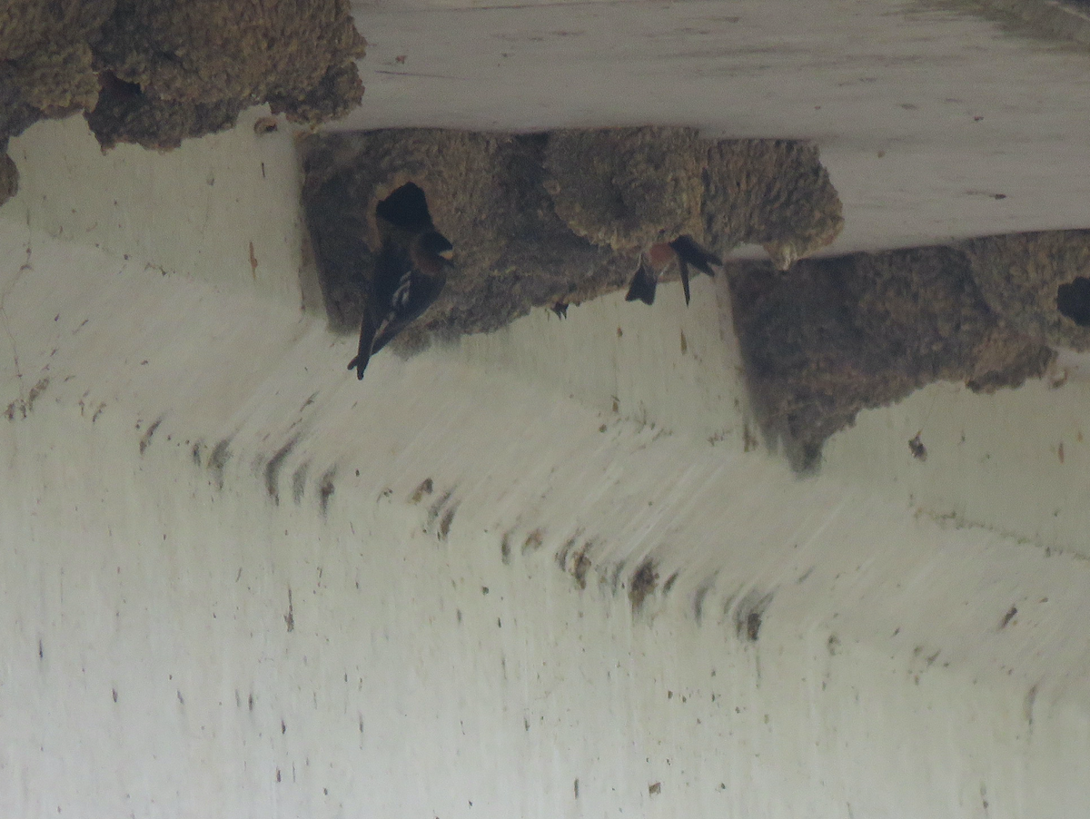 Cliff Swallow - ML617491761