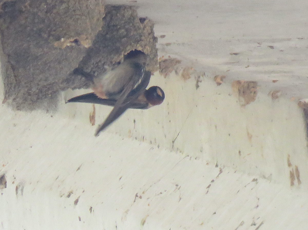 Cliff Swallow - ML617491762