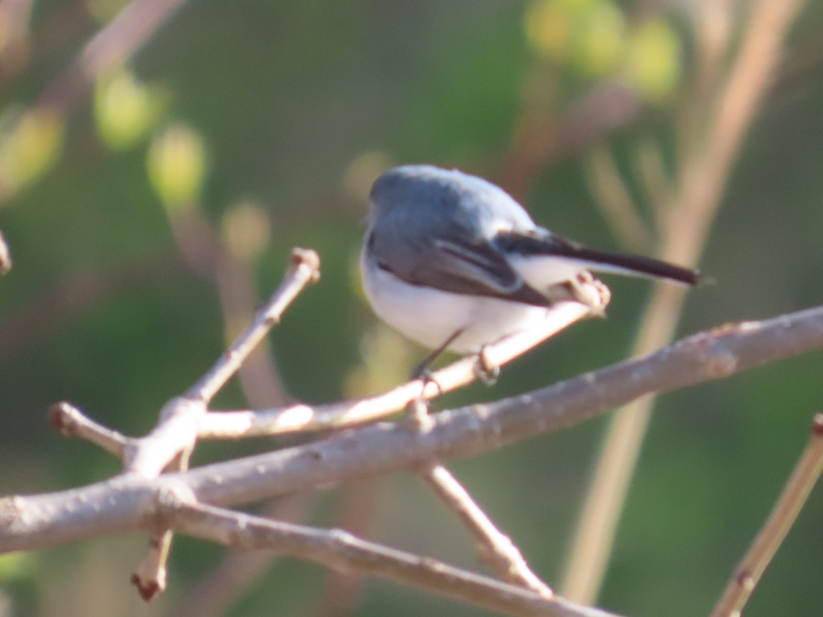 Blue-gray Gnatcatcher - ML617491784