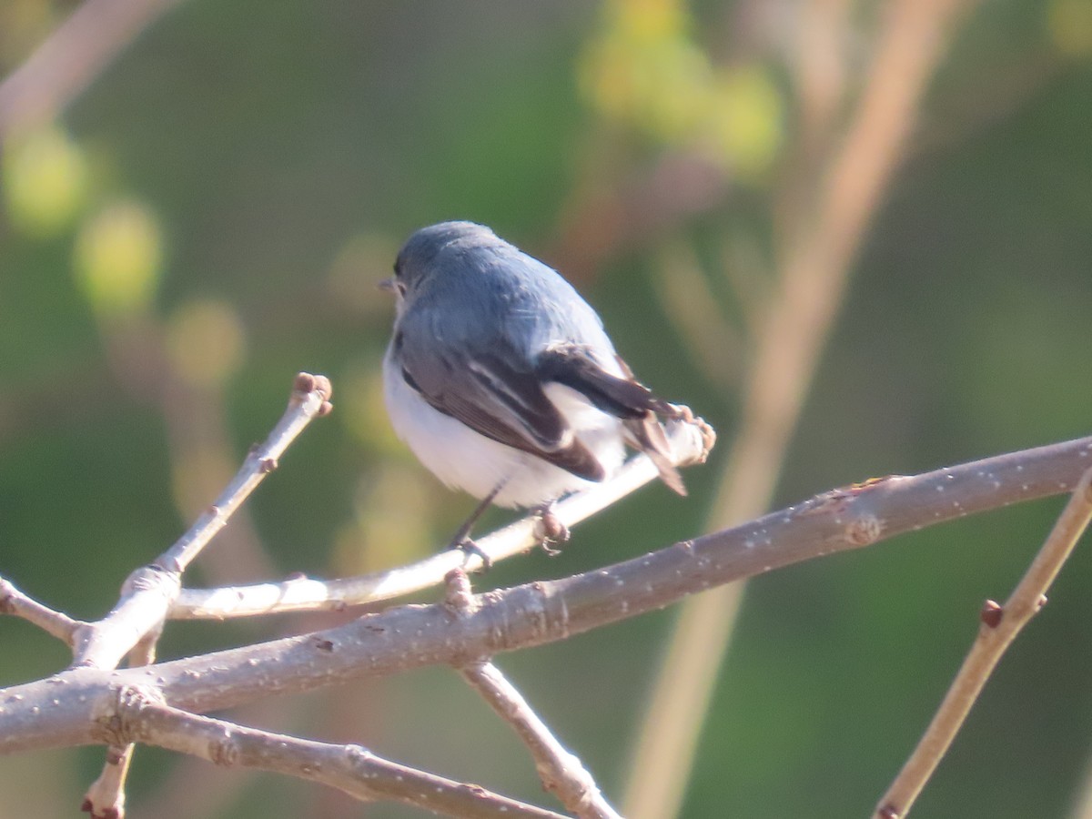 Blue-gray Gnatcatcher - ML617491785