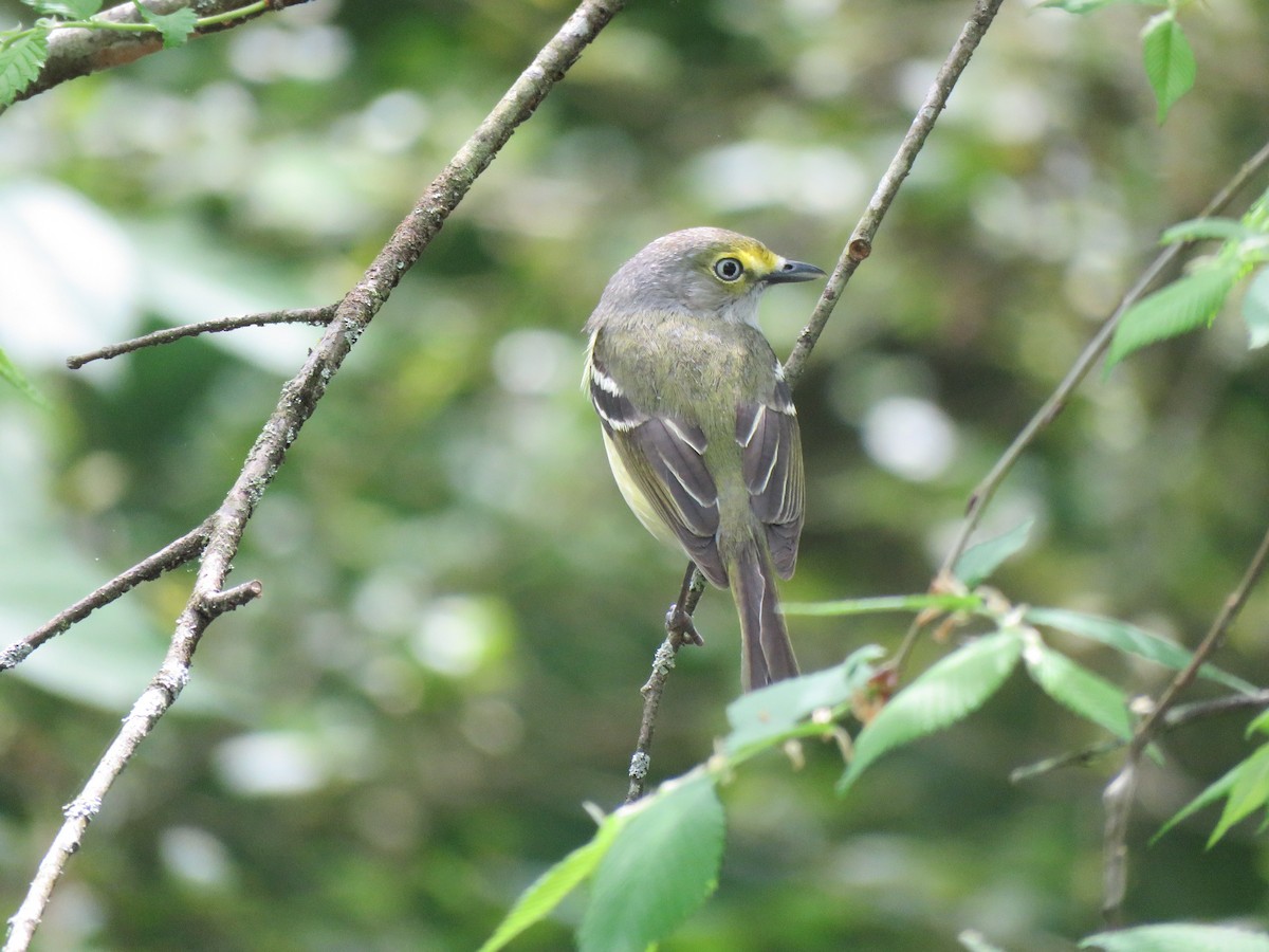 White-eyed Vireo - ML617491818