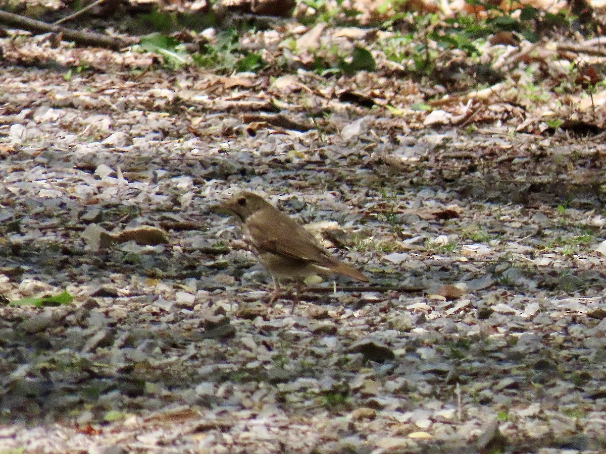 Hermit Thrush - ML617491834