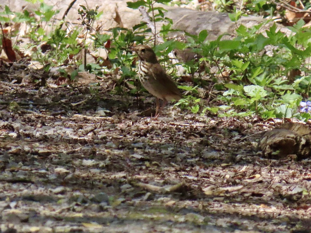 Hermit Thrush - ML617491836