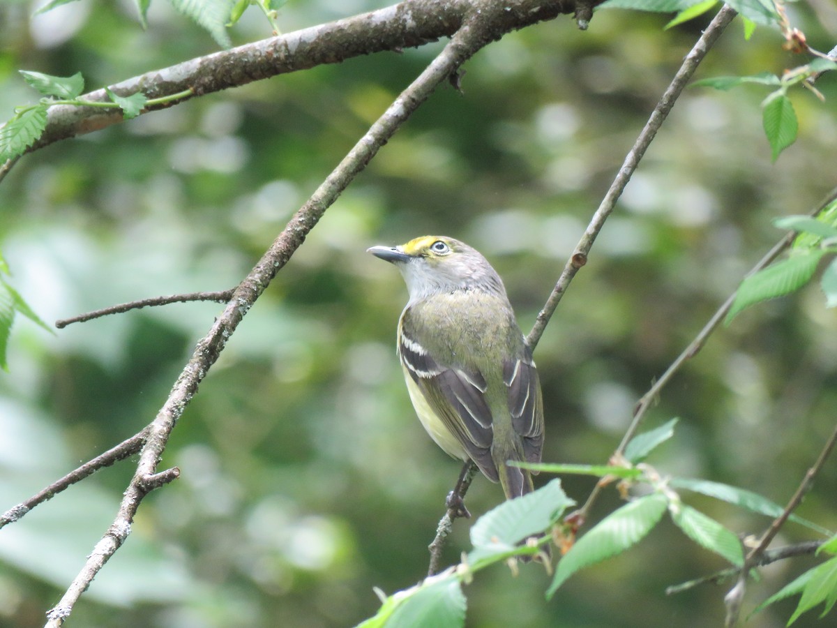 White-eyed Vireo - ML617491837