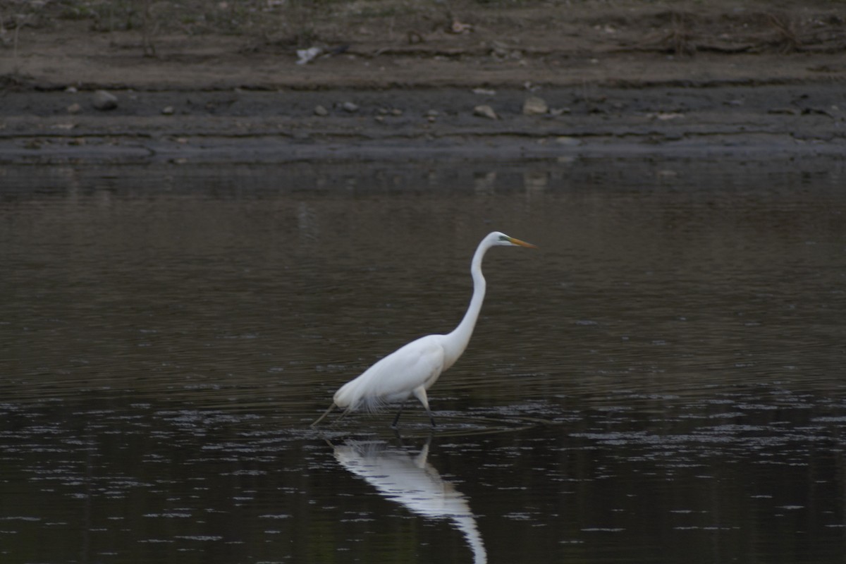 Great Egret - James Beining