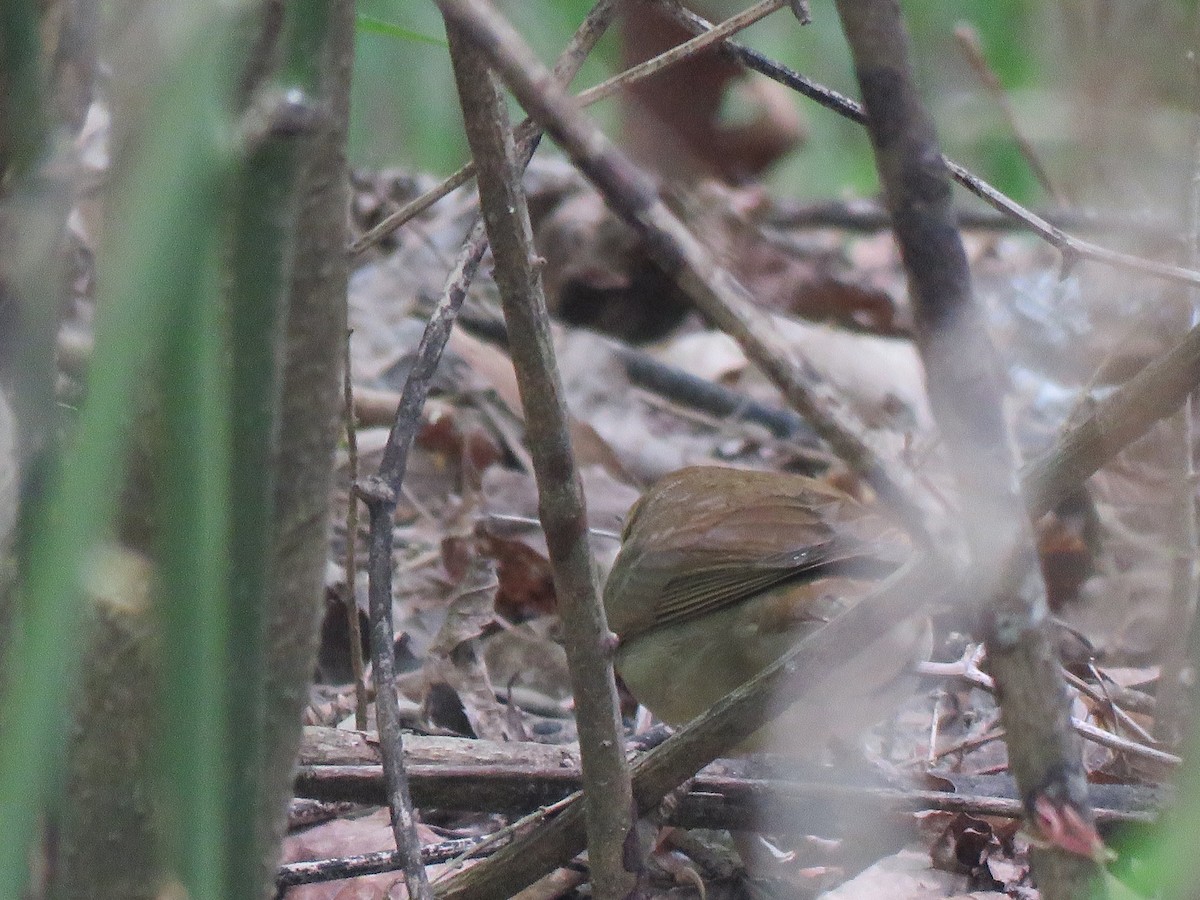 Swainson's Warbler - ML617491884