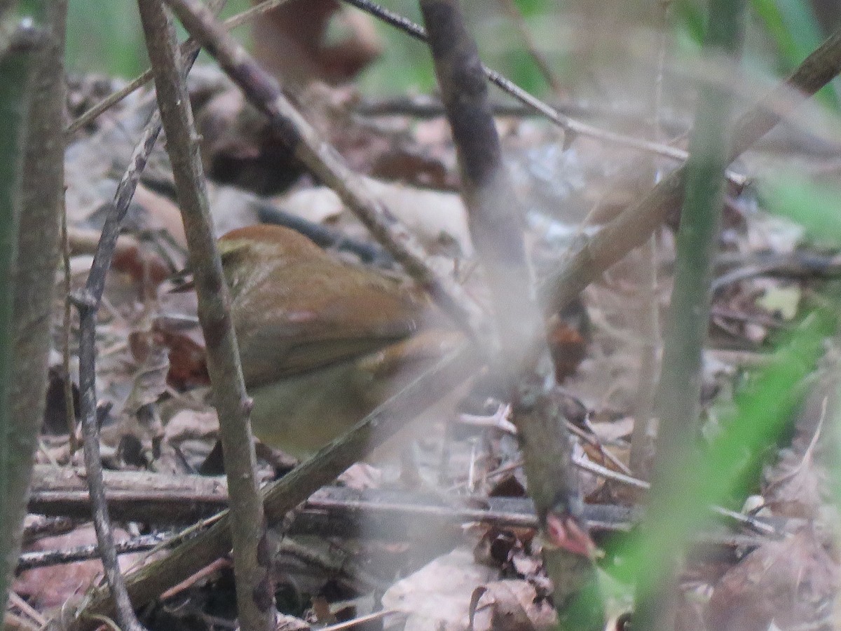 Swainson's Warbler - ML617491889