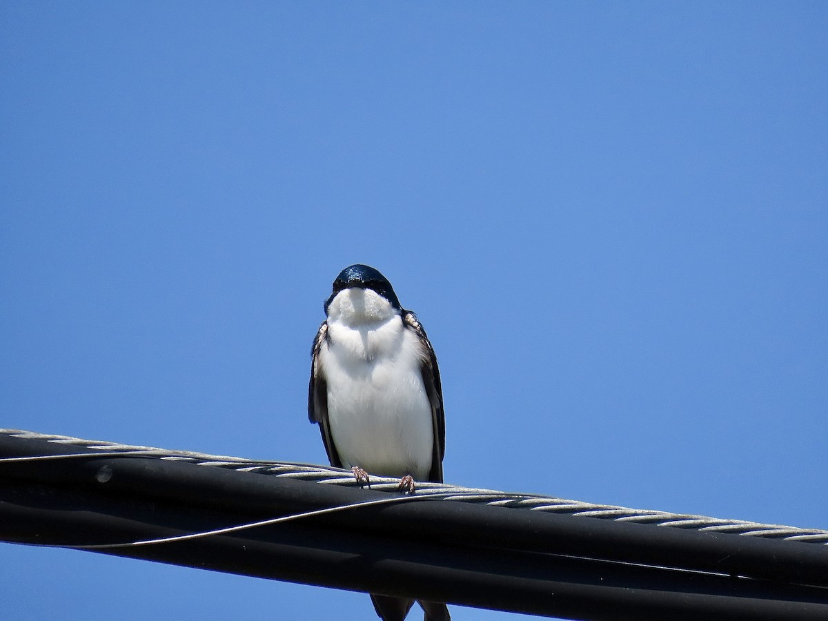 Golondrina Bicolor - ML617491897