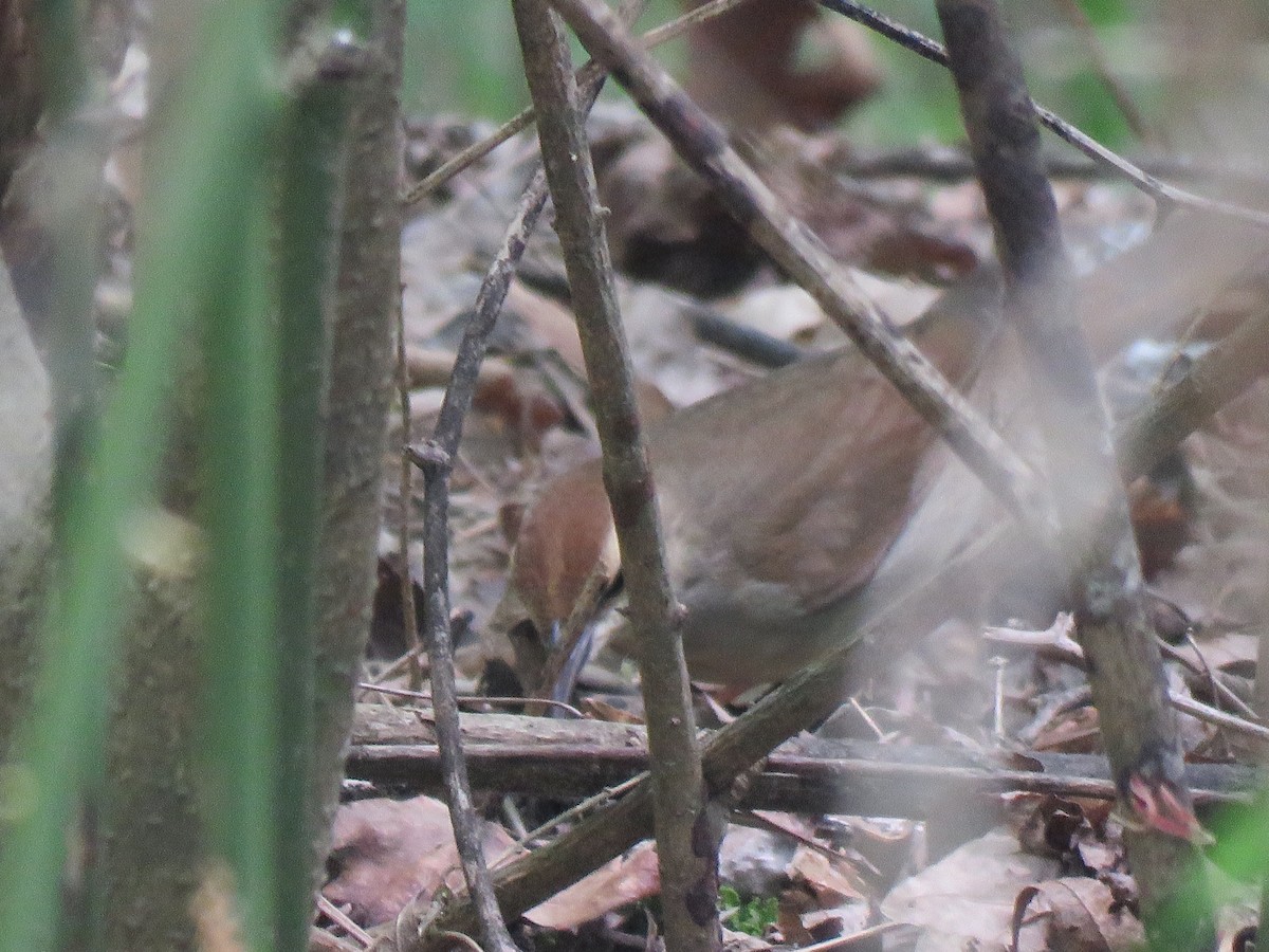 Swainson's Warbler - ML617491902