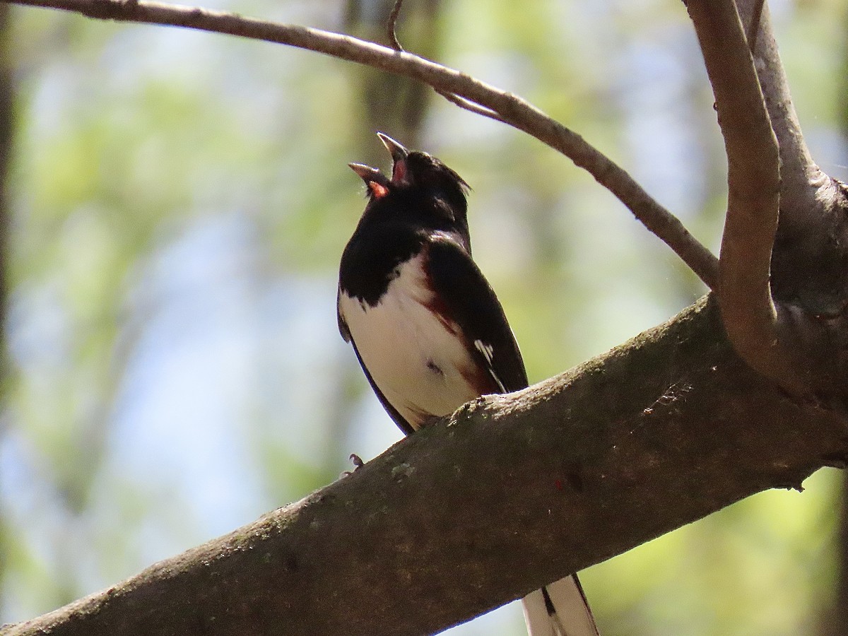 Eastern Towhee - ML617491938