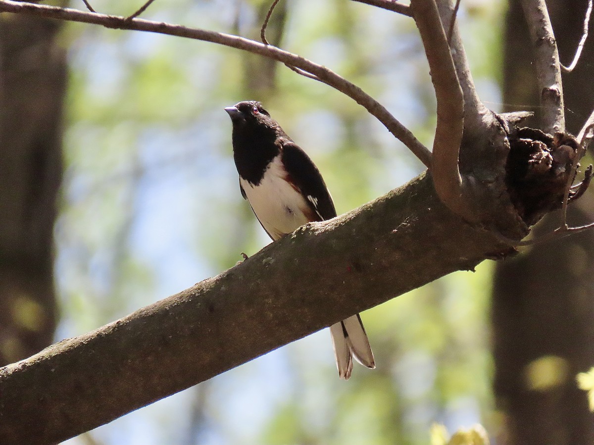 Eastern Towhee - ML617491939