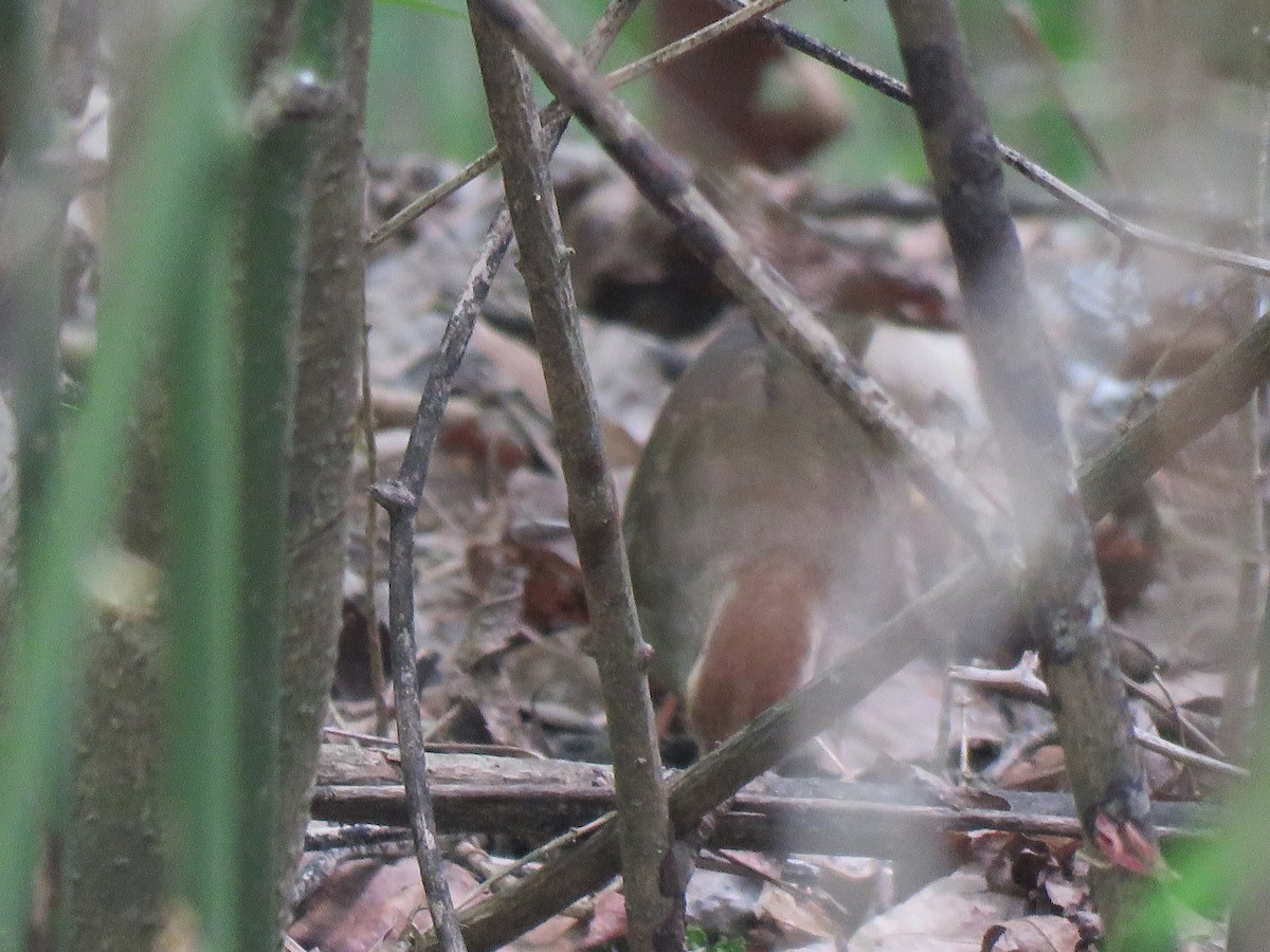 Swainson's Warbler - ML617491955