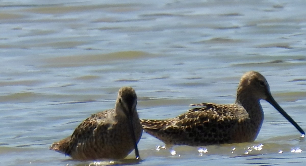 Long-billed Dowitcher - ML617491959