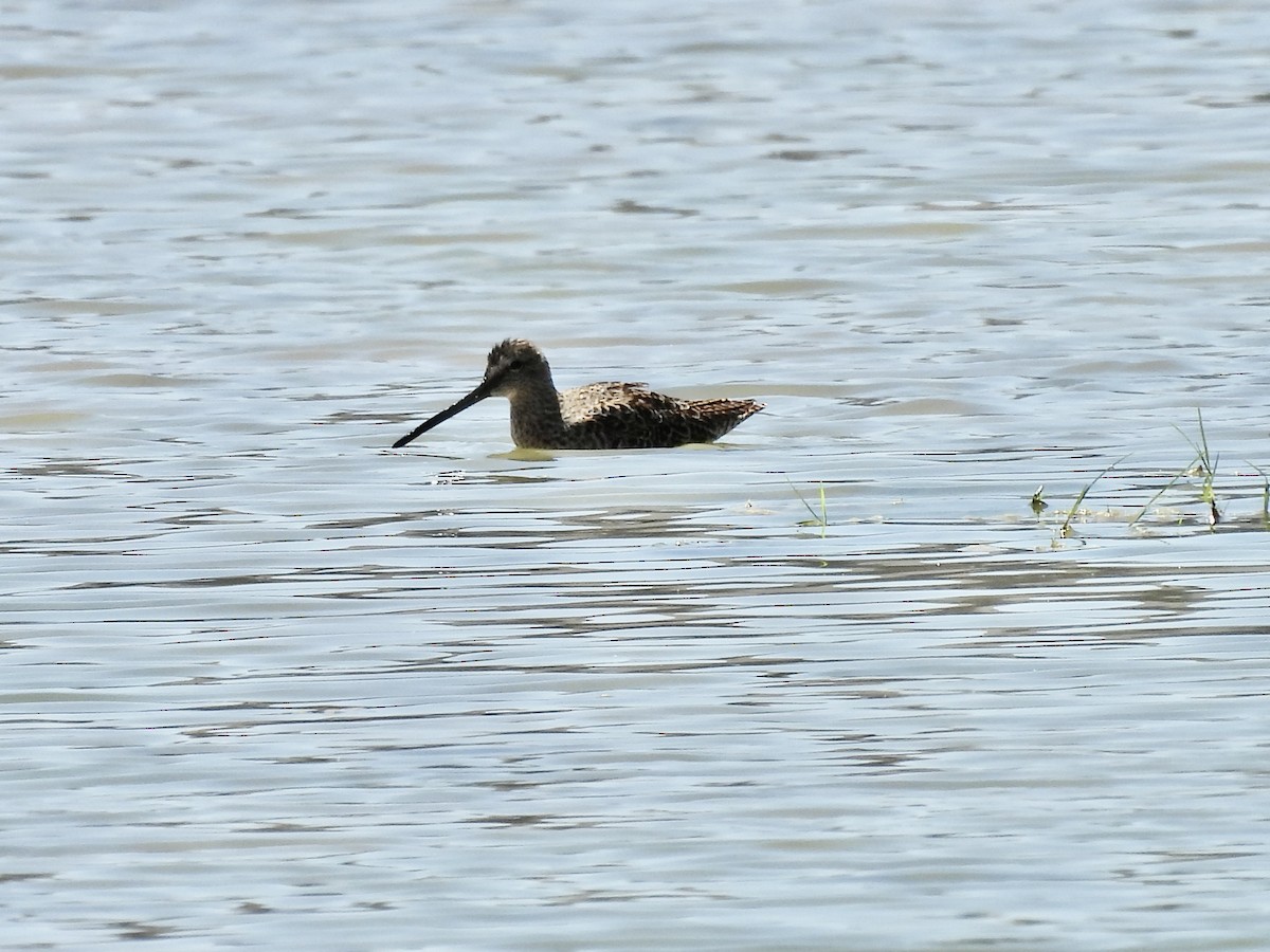 Long-billed Dowitcher - ML617491961