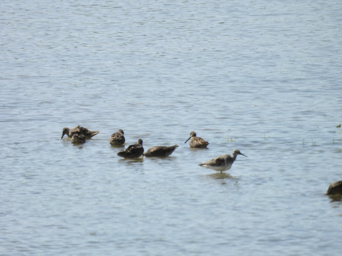 Long-billed Dowitcher - ML617491962