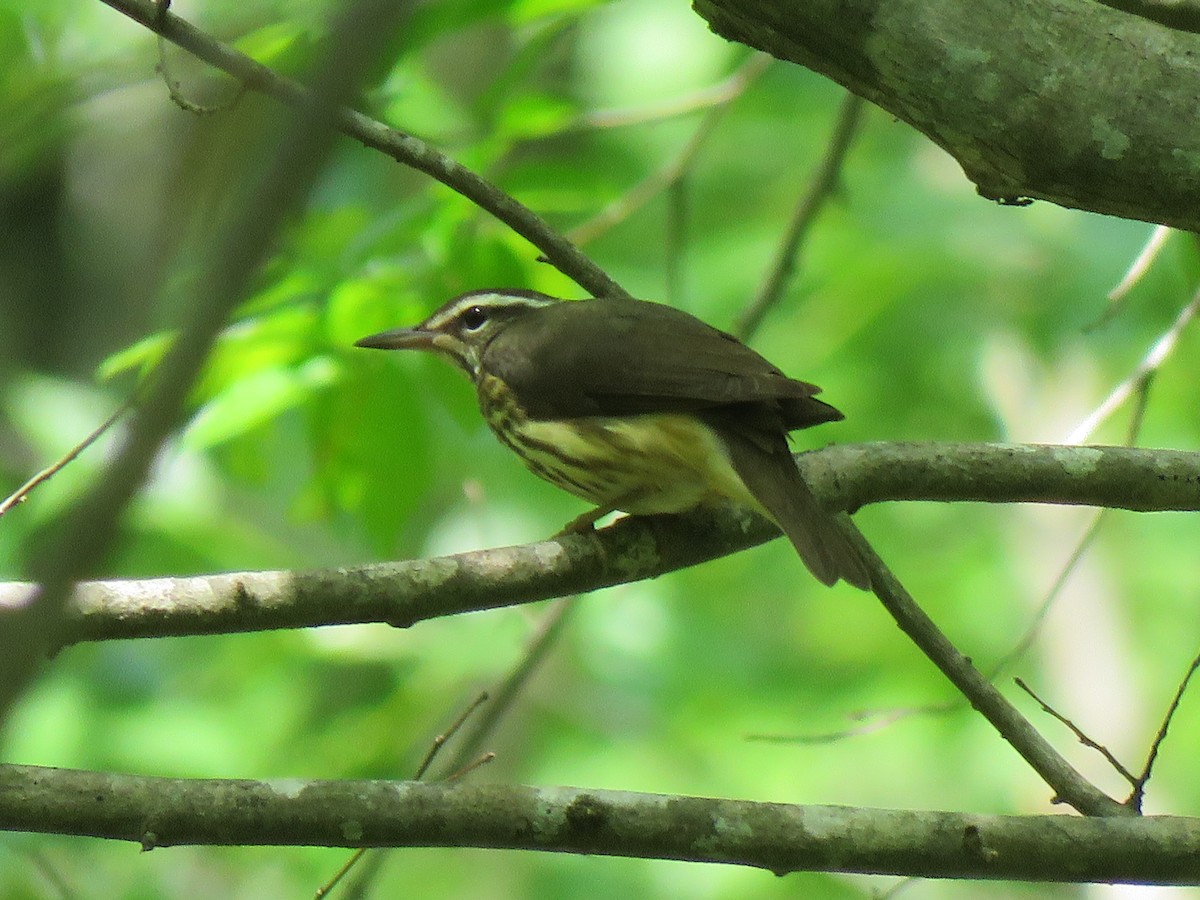 Louisiana Waterthrush - ML617491967