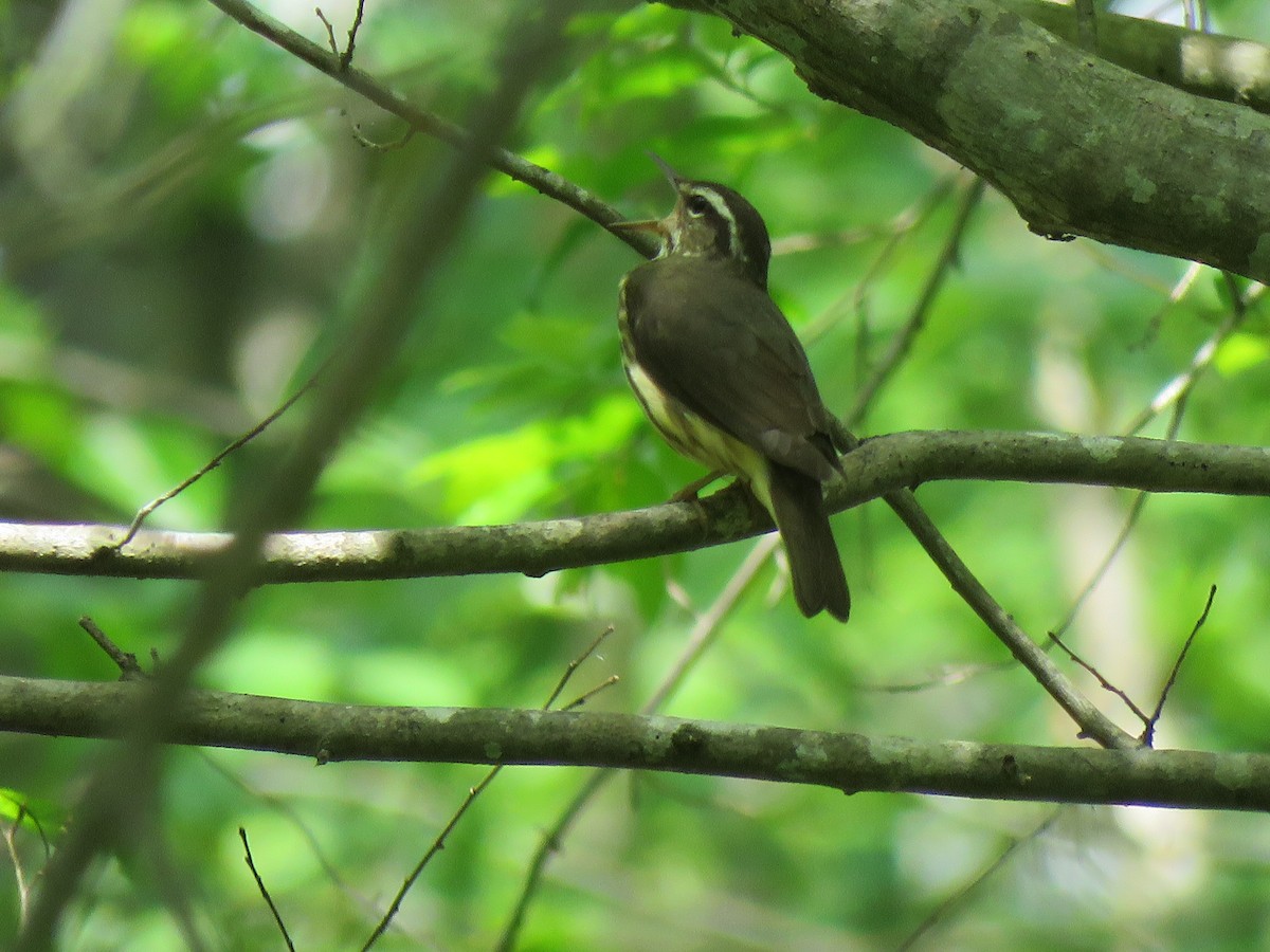 Louisiana Waterthrush - ML617491969