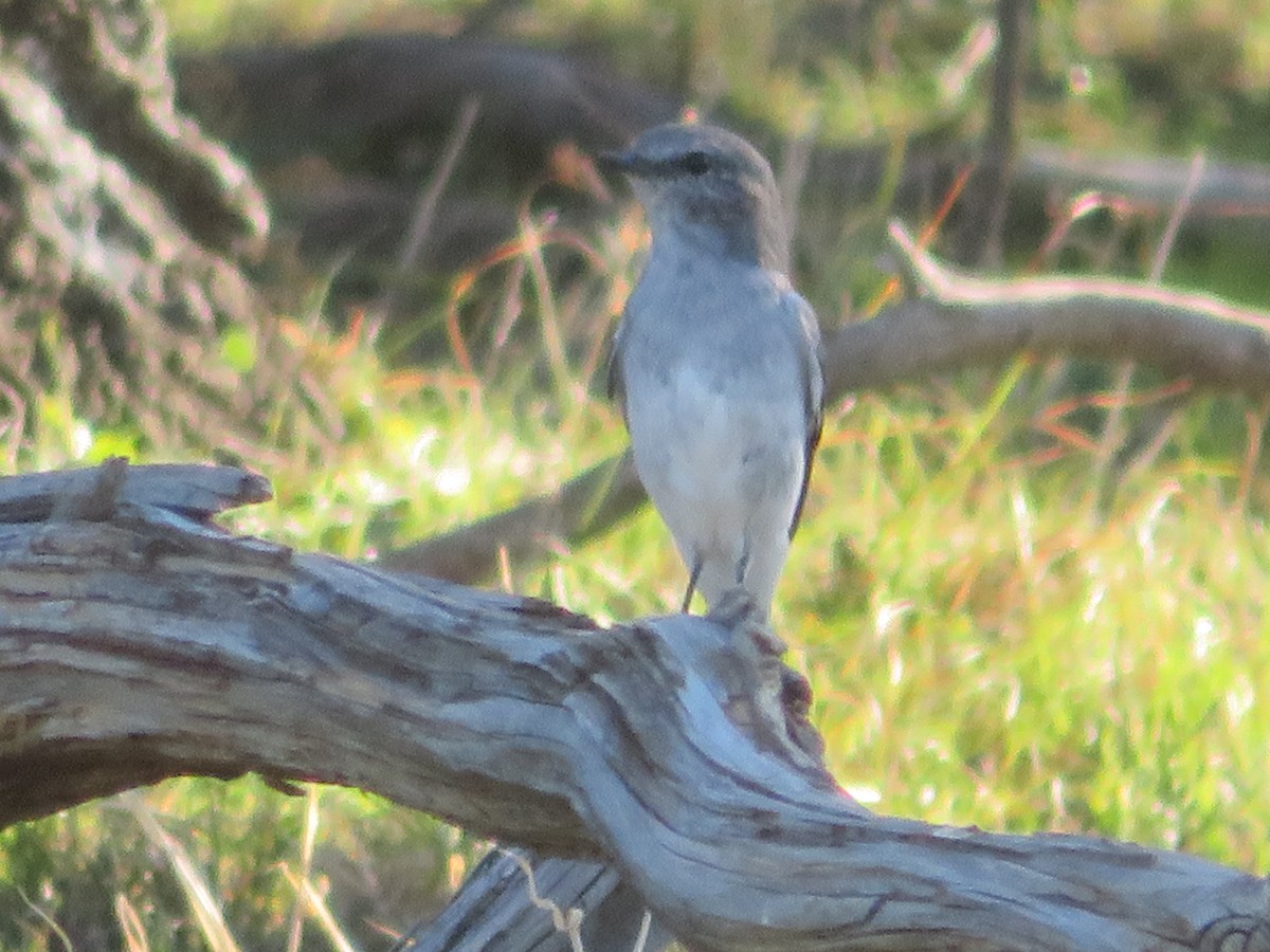 Hooded Robin - Christine D