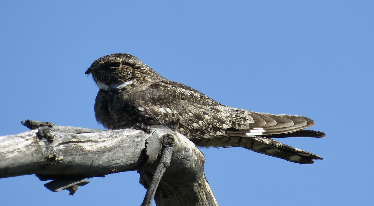 Lesser Nighthawk - Thomas Wurster