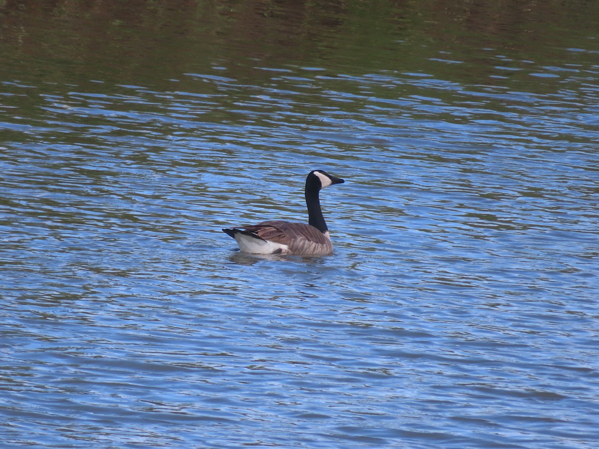 Canada Goose - Karen Richardson