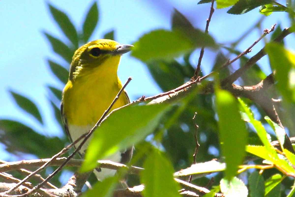 Yellow-throated Vireo - Aashay Mody