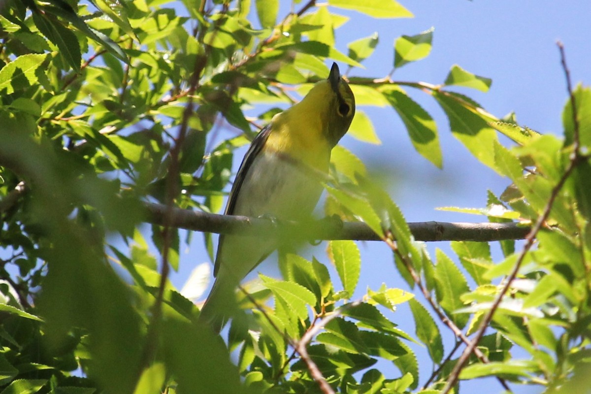 Yellow-throated Vireo - Aashay Mody