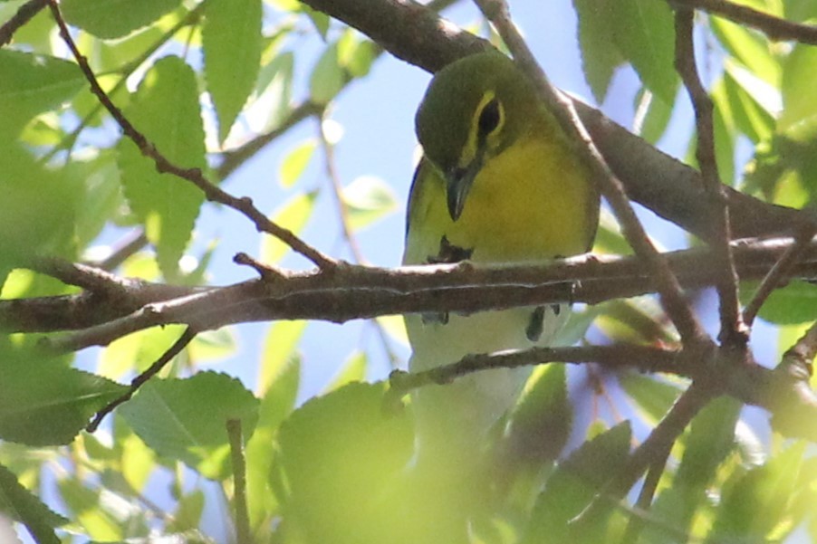 Yellow-throated Vireo - Aashay Mody