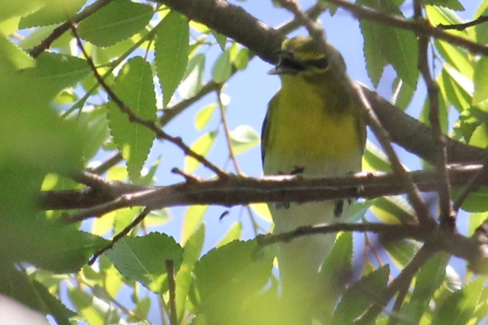 Yellow-throated Vireo - ML617492024
