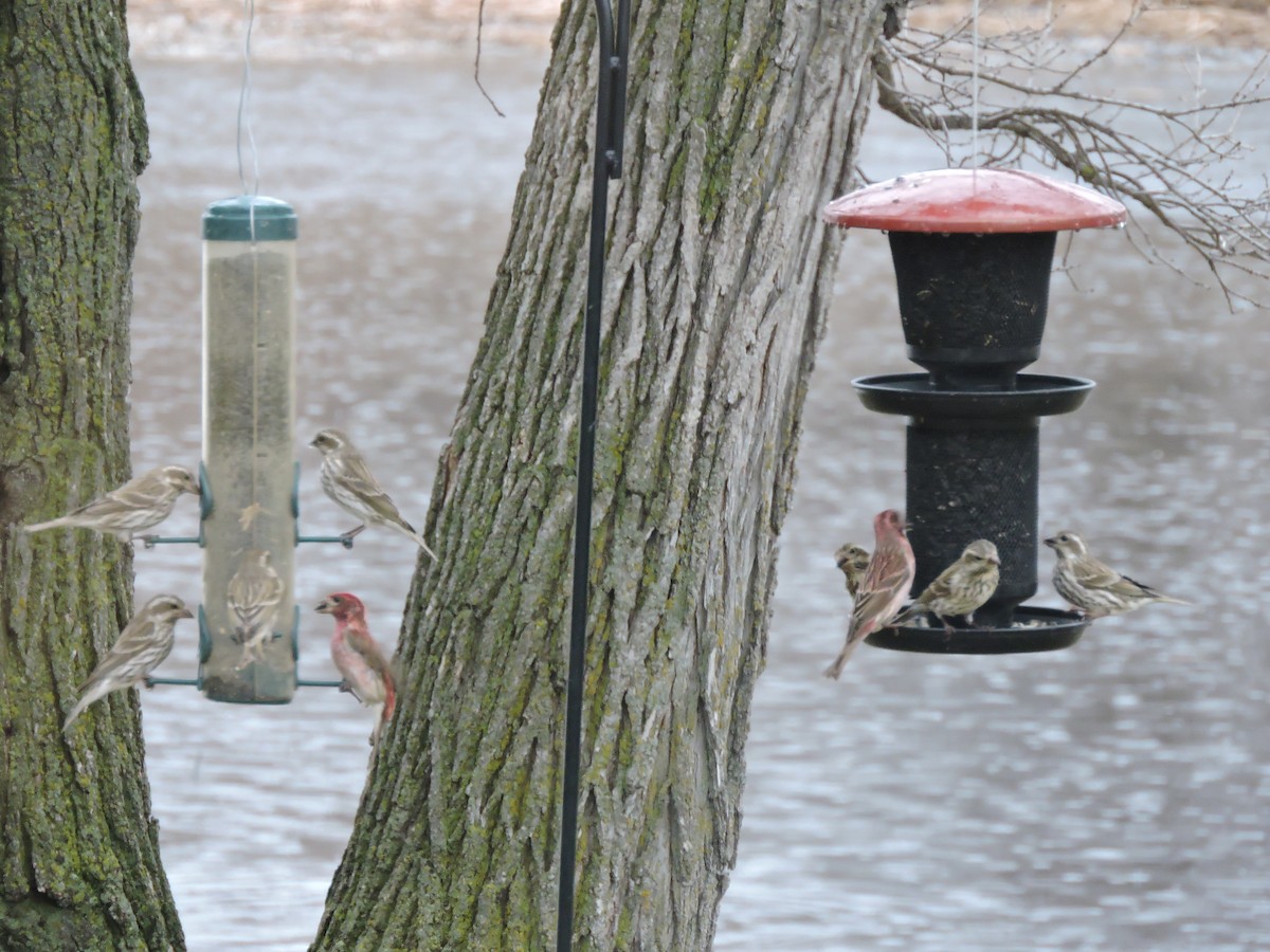 Purple Finch - Cal Cuthbert