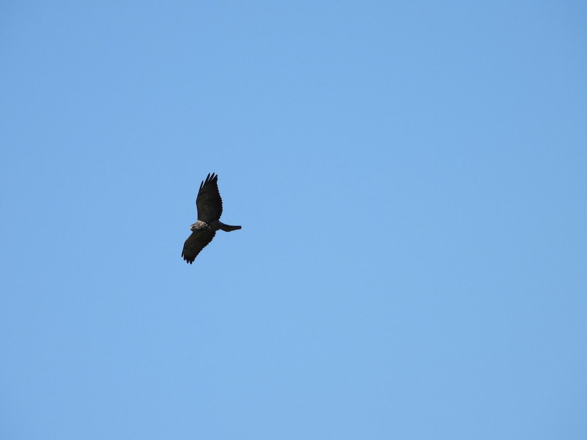 Swainson's Hawk - Michael Gullo