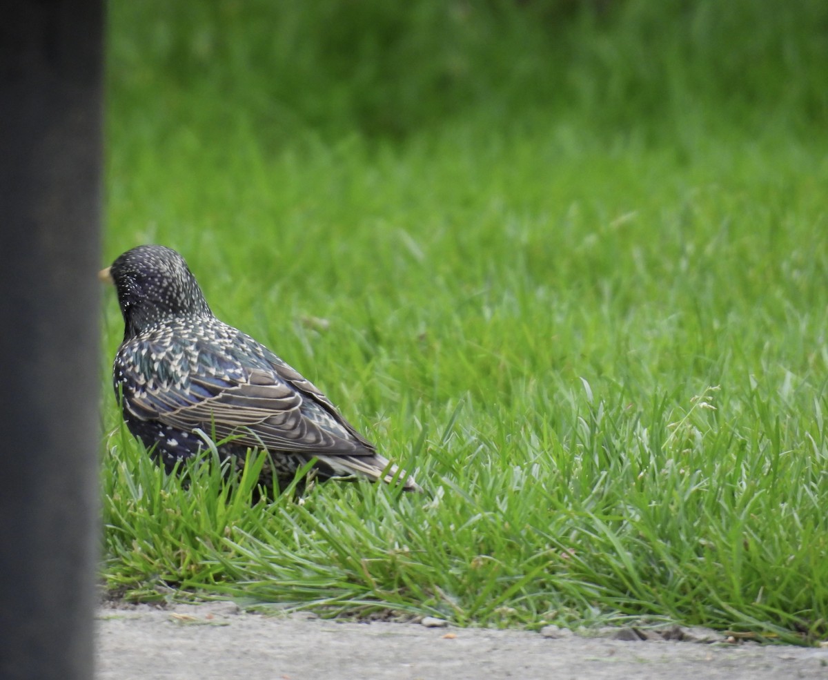 European Starling - ML617492131