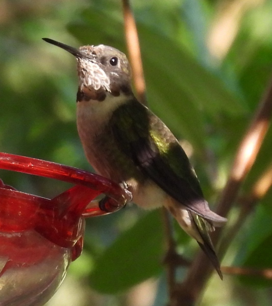 Ruby-throated Hummingbird - ML617492147