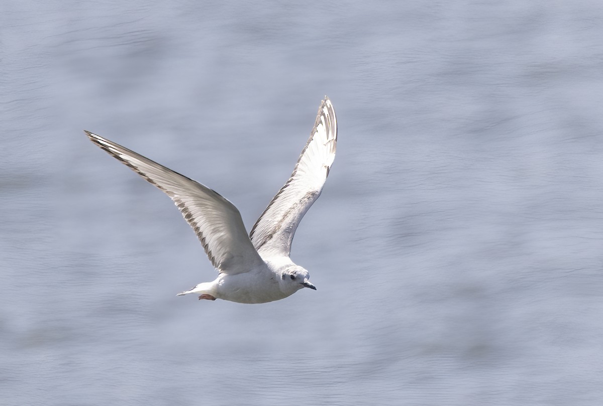 שחף אמריקני - ML617492190