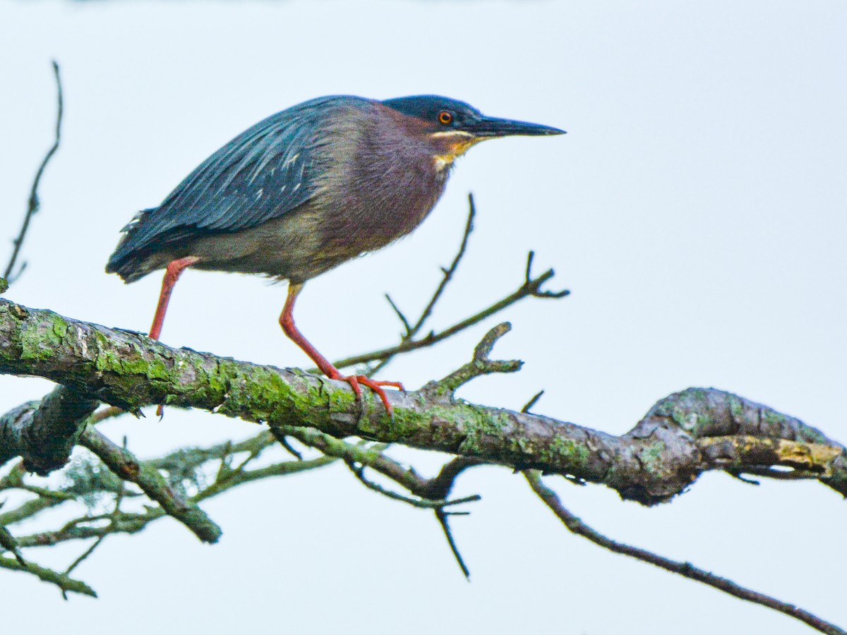 Green Heron - ML617492197