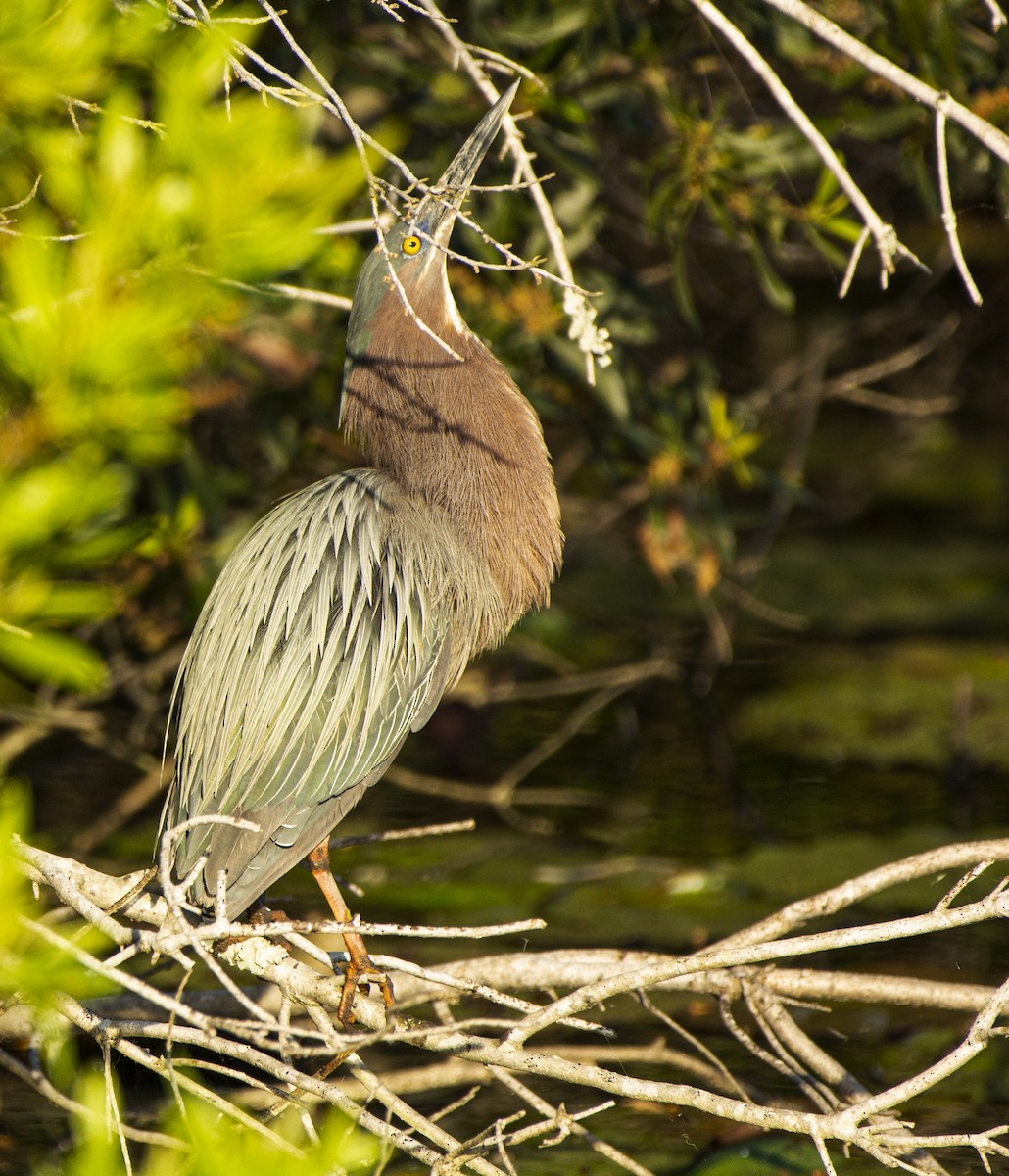 Green Heron - ML617492200