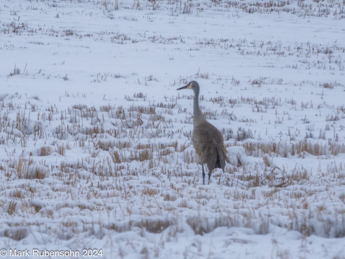 Sandhill Crane - ML617492201