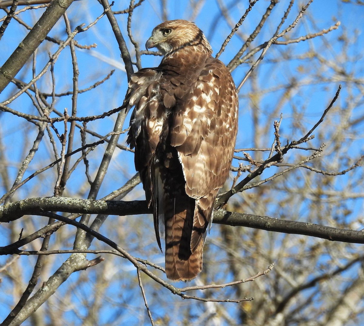 Red-tailed Hawk - ML617492204