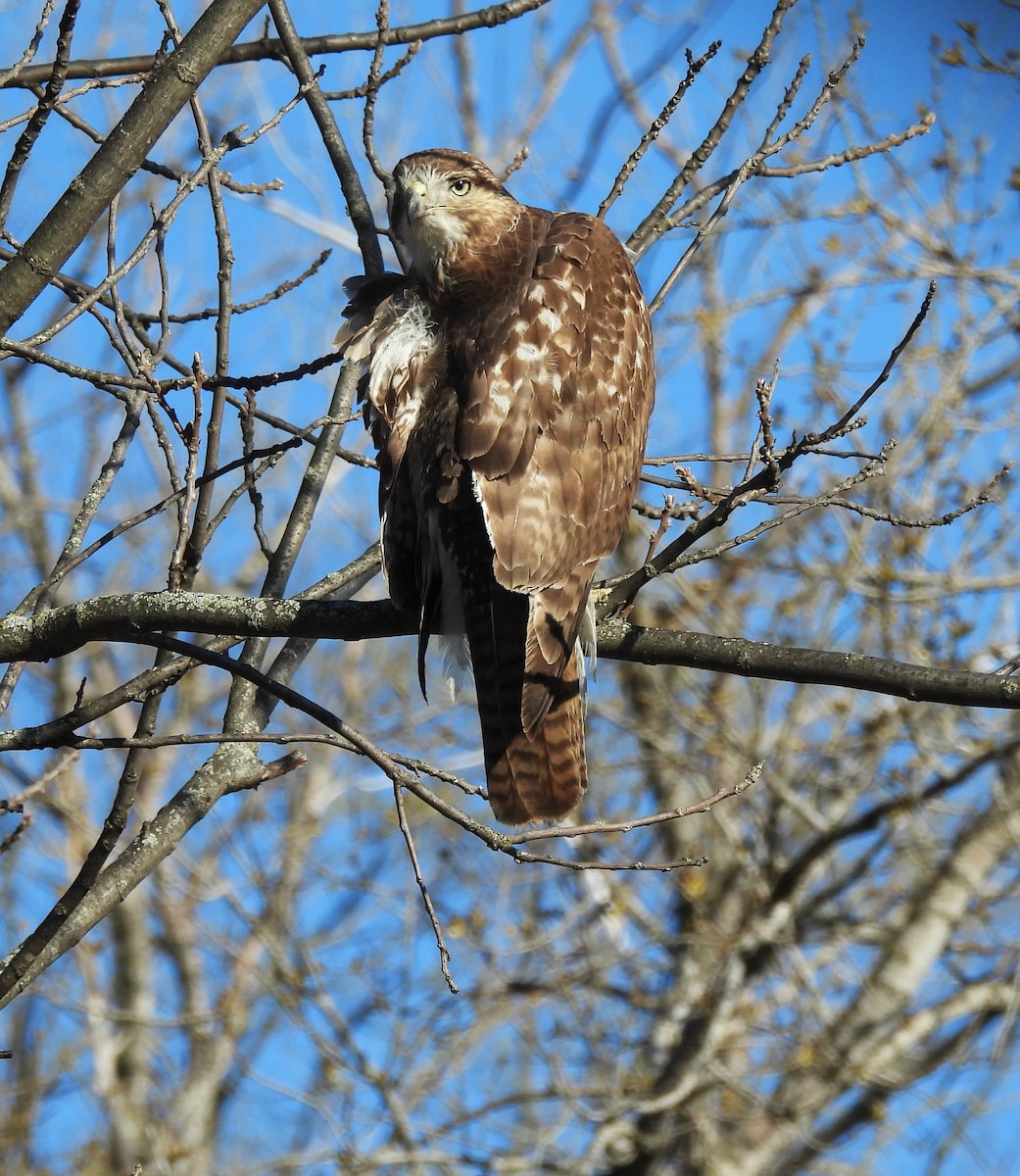 Red-tailed Hawk - ML617492205