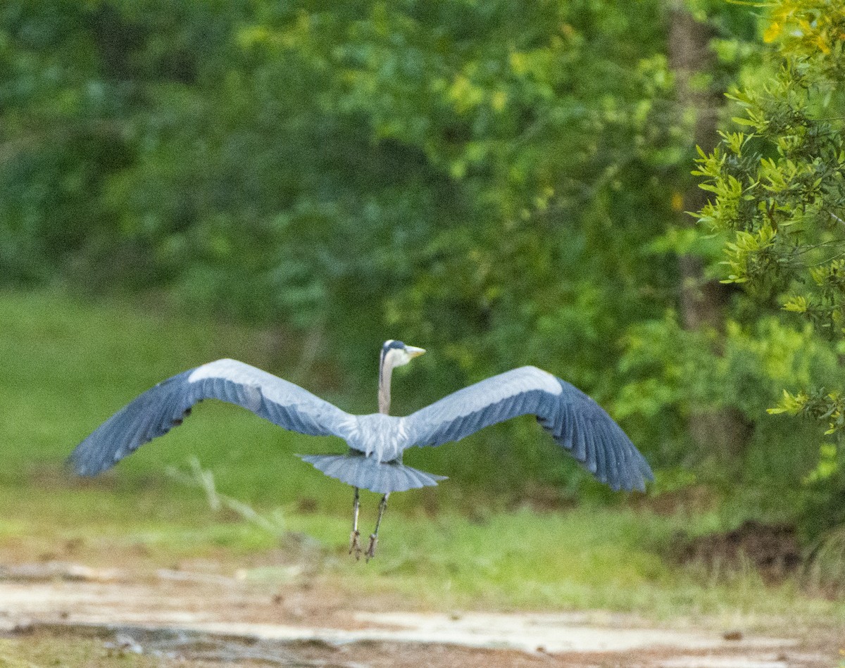 Garza Azulada - ML617492215